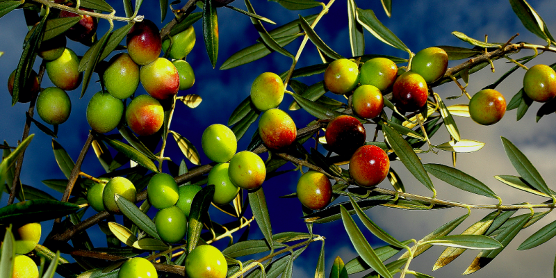 Les olives procedeixen de petits productors del Priorat