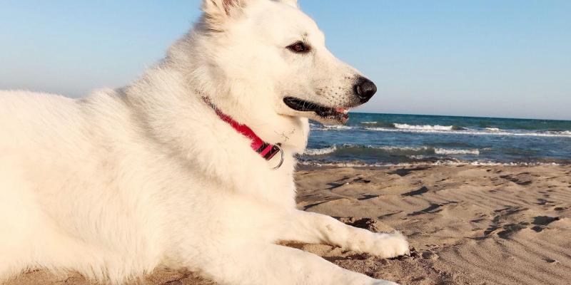 No totes les platges admeten la presència de gossos. FOTO: Sara Caballé