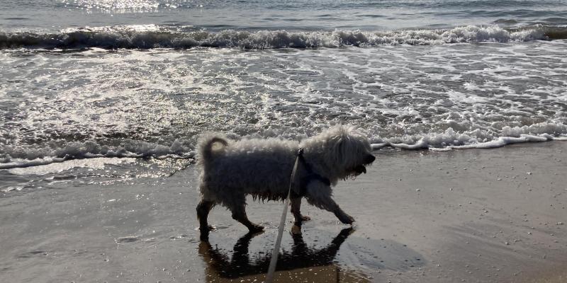 Molts gossos gaudeixen passejant vora el mar. FOTO: C.Caballé