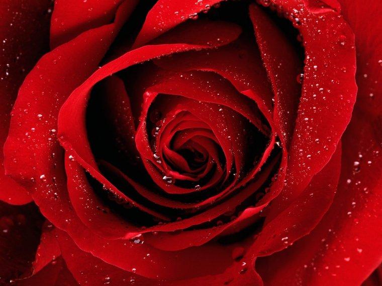 La rosa vermella és la més regalada per Sant Jordi. FOTO: Cedida