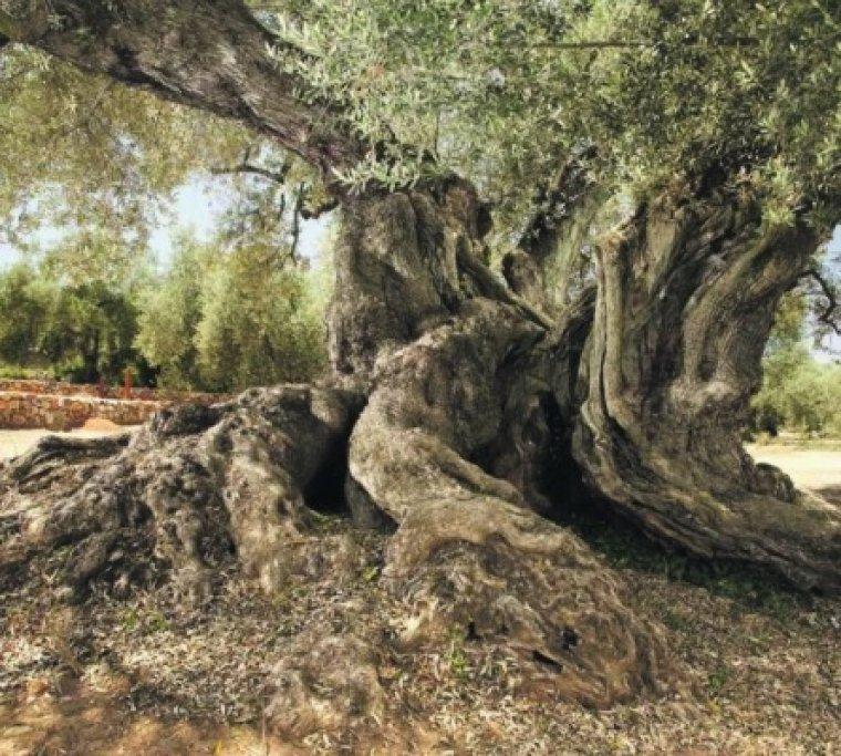 El olivo de la Fragua de Arió de Ulldecona