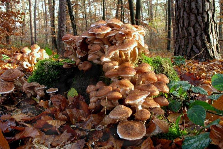 Armillaria