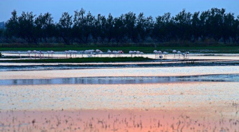 Aiguamolls de l'Empordà