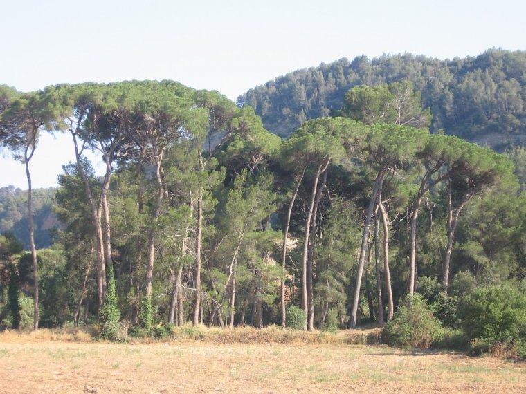 Pineda de Can Ferrer del Cuello