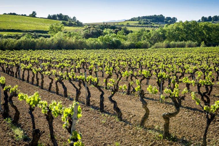 Alt Penedès