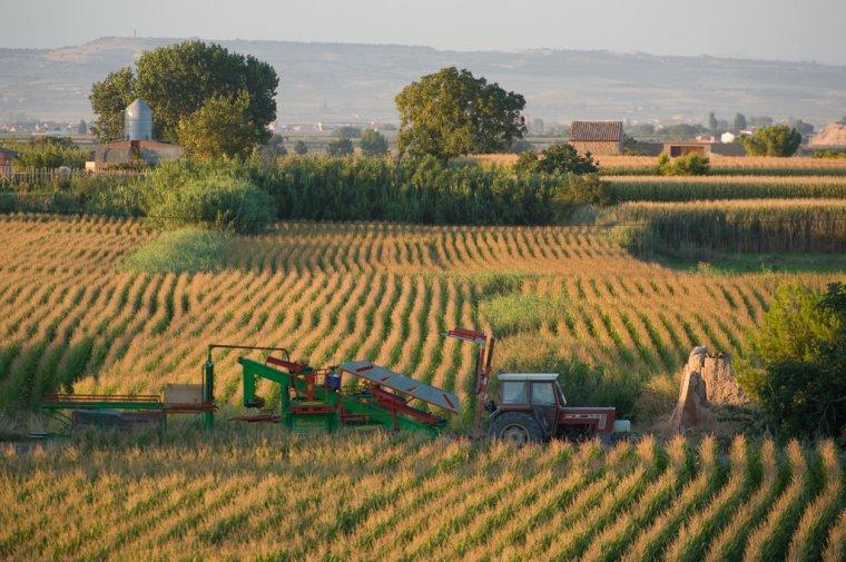 Paissatge del Pla d'Urgell