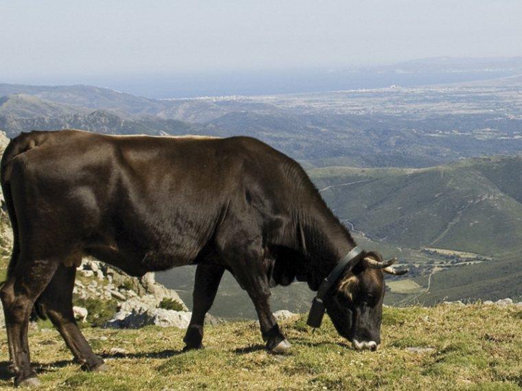 Vaca de la Albera