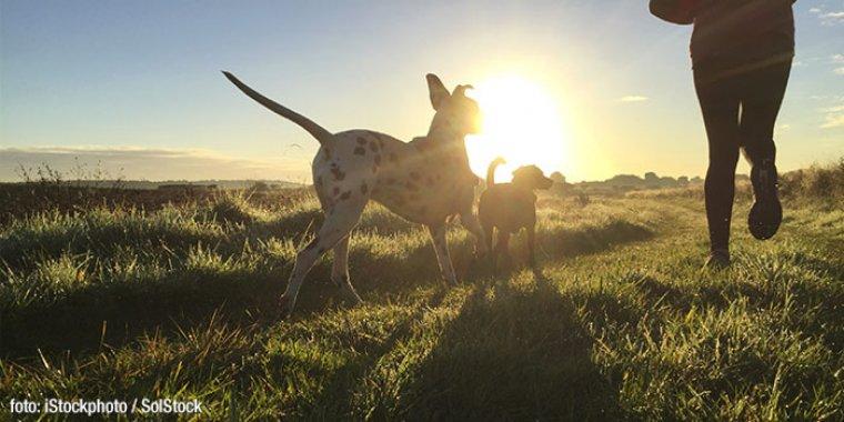 No os olvidáis de los perros por vacaciones No os olvidáis de los perros por vacaciones
