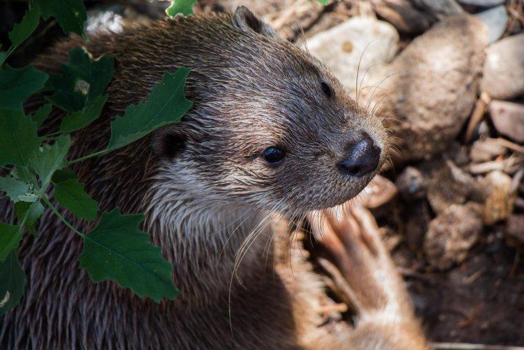 nutria