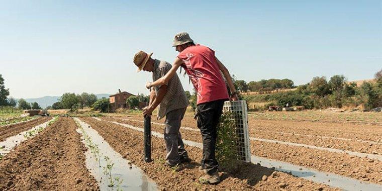 Producció agroecològica a Gallecs