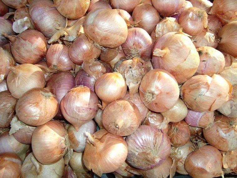 Ceba de Figueres Ceba de Figueres