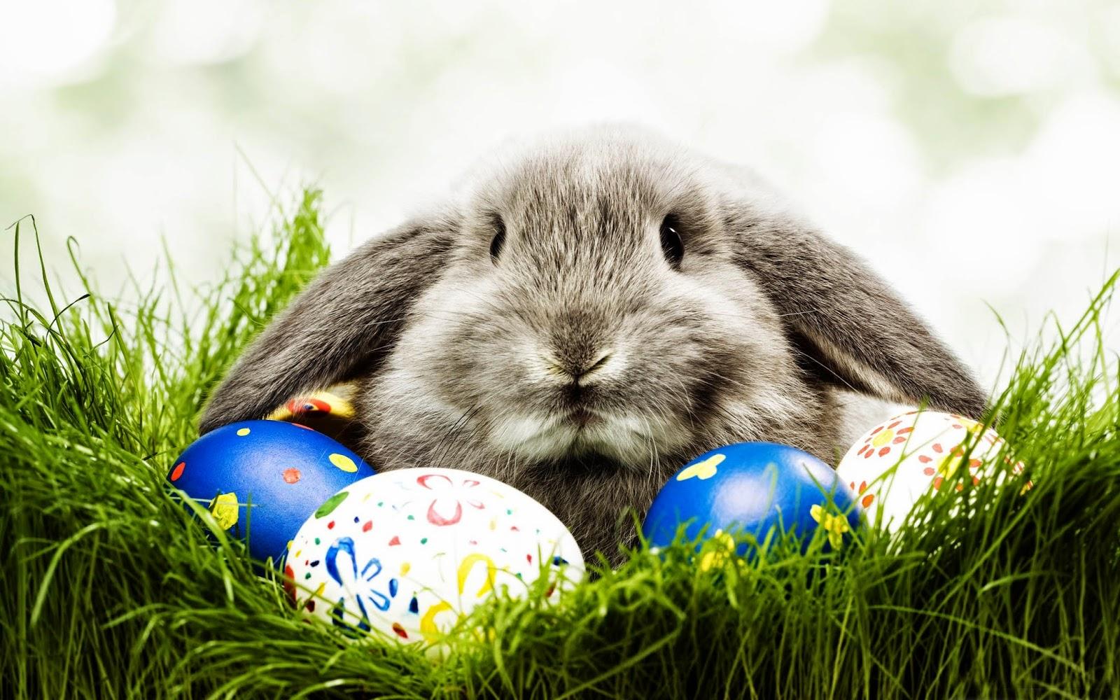 Conejo de Pascua. FOTO: Cedida