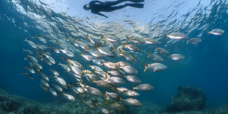 Snorkeling a la Costa Brava FOTO: Jordi Chias / CBGTB Snorkeling a la Costa Brava FOTO: Jordi Chias / CBGTB