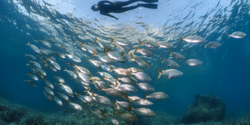 Snorkeling a la Costa Brava FOTO: Jordi Chias / CBGTB