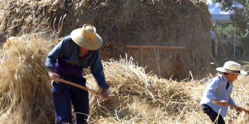 Festa del Segar i el Batre a Avià