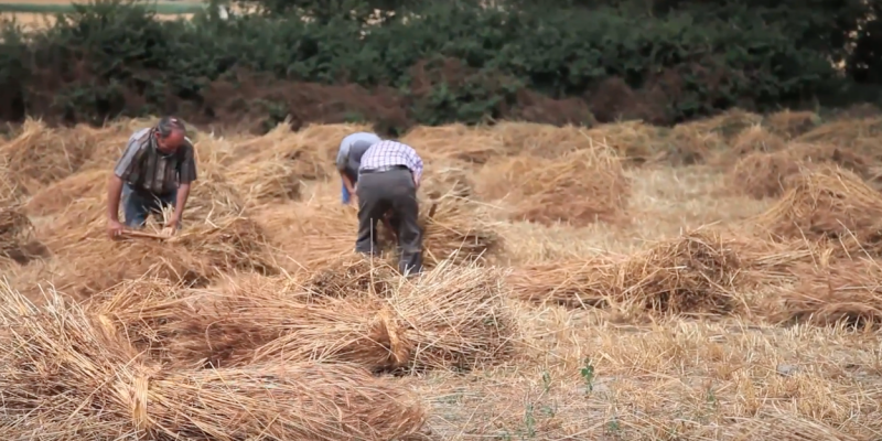 Festa del Segar i del Batre