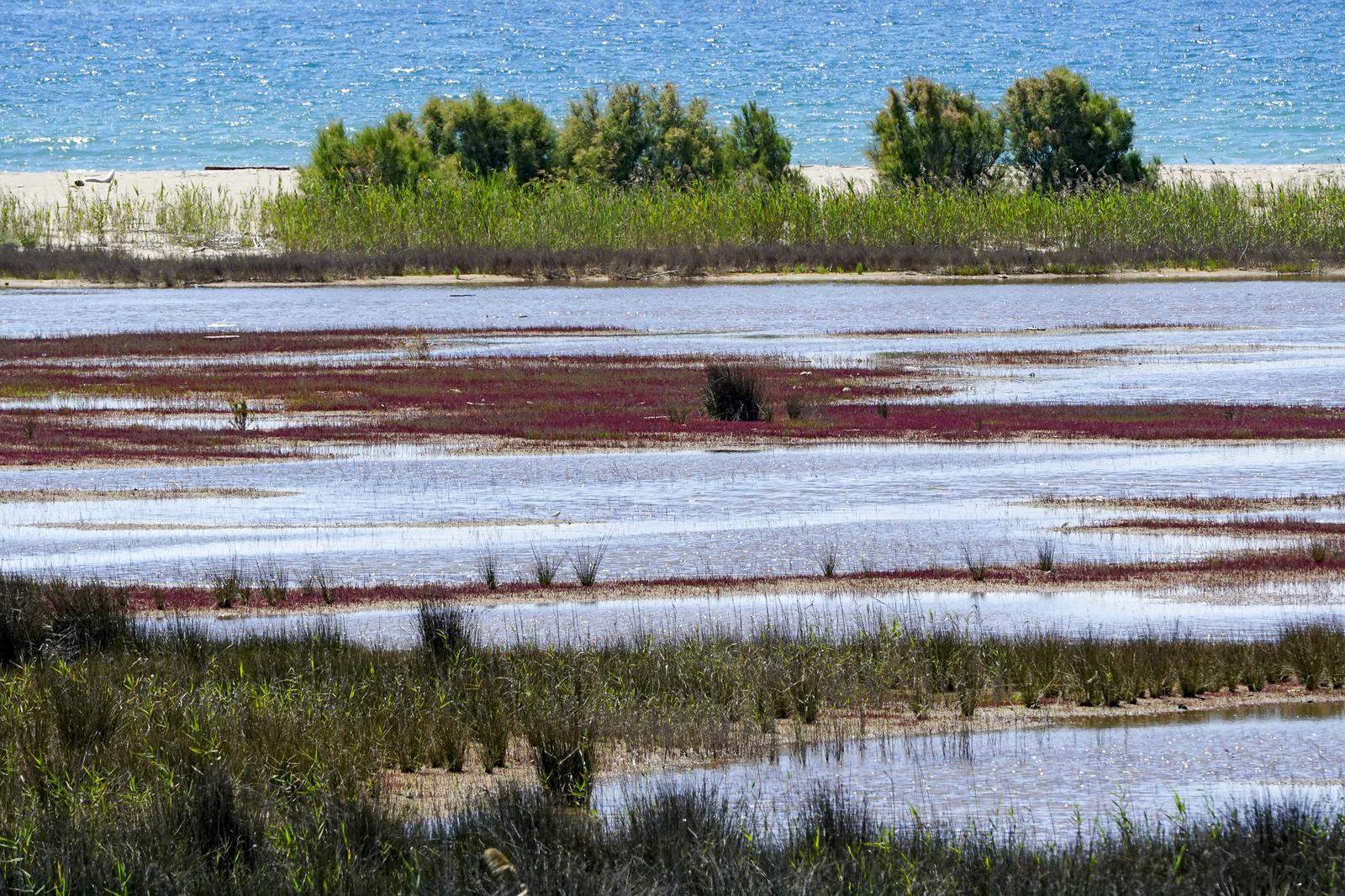 El Prat de Llobregat. Estany de Ca l'Arana FOTO Catalunya Palau Robert El Prat de Llobregat. Estany de Ca l'Arana FOTO Catalunya Palau Robert