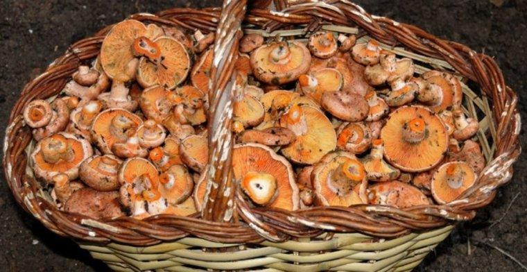 Caceu bolets de manera respectuosa amb l'entor. Caceu bolets de manera respectuosa amb l'entor.