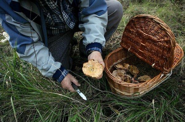 Centenars de persones cacen bolets a la tardor. 