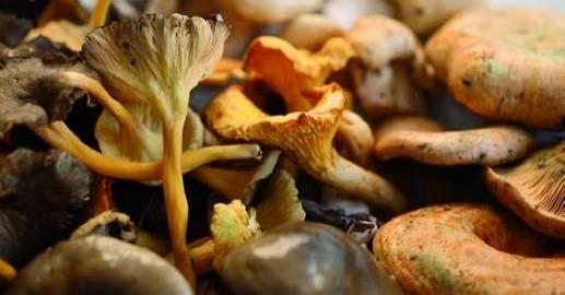 Cal respectar el bosc a l'hora de caçar bolets. Cal respectar el bosc a l'hora de caçar bolets.