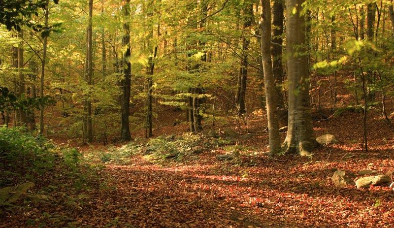 Molts boscos, com al Montseny, fereixen un espactacle únic a la tardor