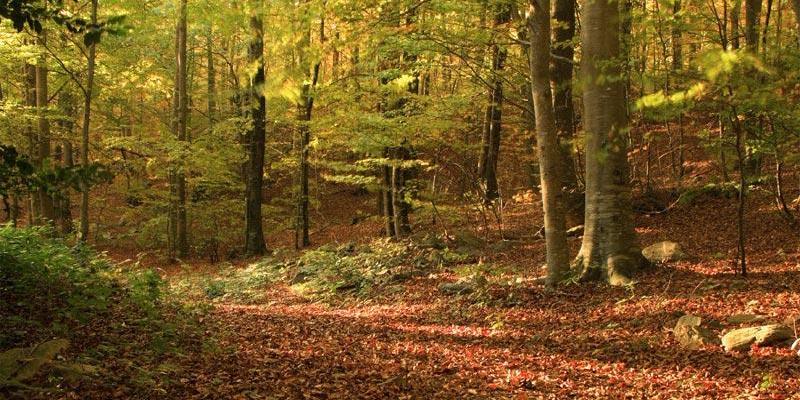 Molts boscos, com al Montseny, fereixen un espactacle únic a la tardor