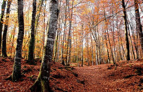 La Fageda d'en Jordà a la tardor