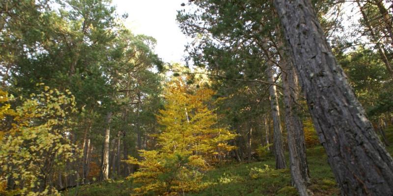 Bosc de Virós Bosc de Virós