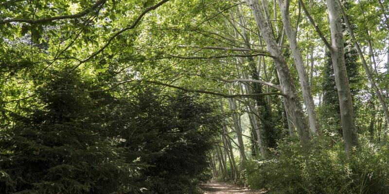 Vallgorguina. Camí de la Riera. FOTO Catalunya Palau Robert