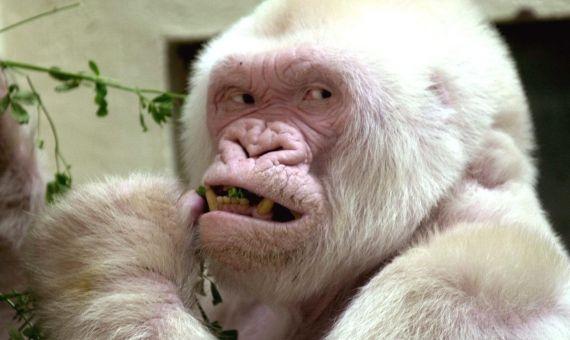 Floquet de nieve Floquet de nieve