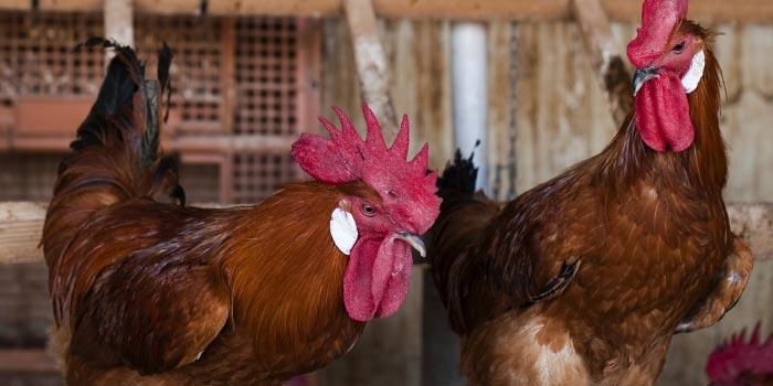 Fira avícola de la Raça Prat Fira avícola de la Raça Prat