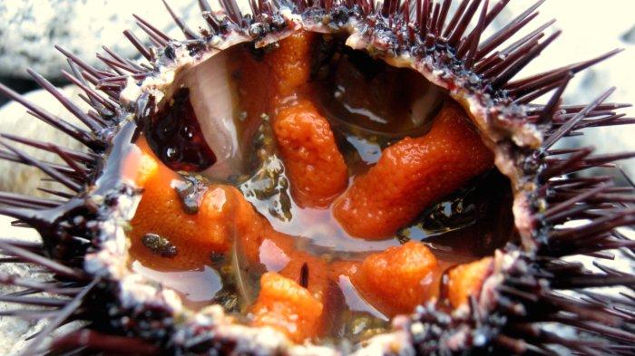 Las garoines sonidón uno àpat muy preciado Las garoines sonidón uno àpat muy preciado