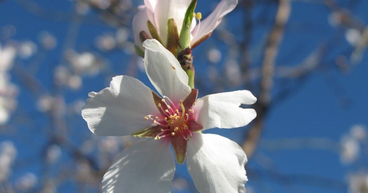 Al febrer floreixen els ametllers Al febrer floreixen els ametllers