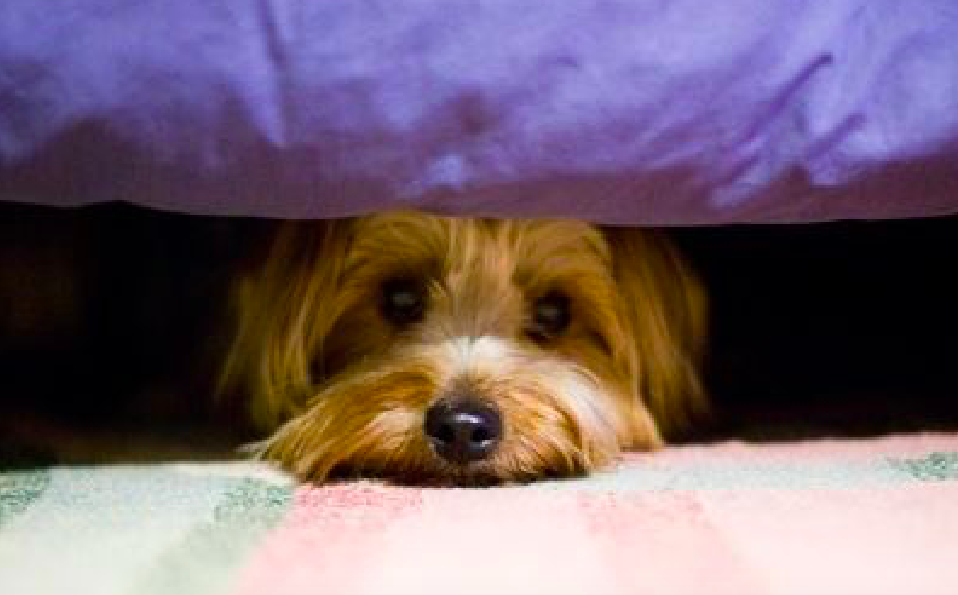 Los perros sufren con los ruidos fuertes Los perros sufren con los ruidos fuertes