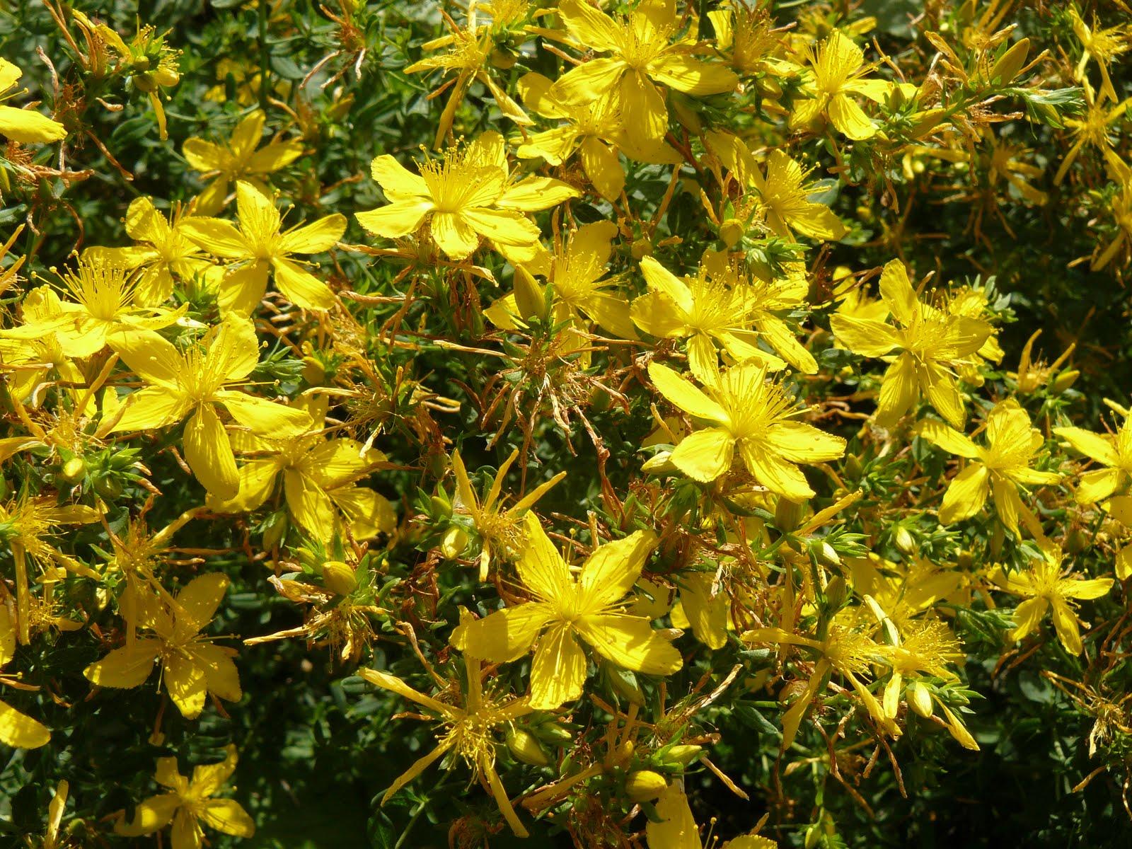 Pericó o herba de Sant joan