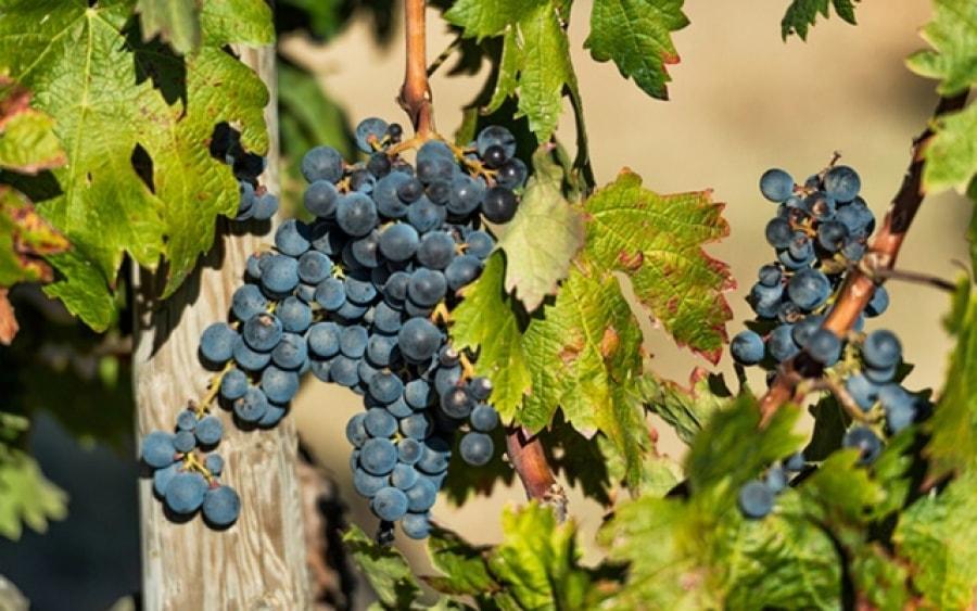 El camp està present al refranyer popular