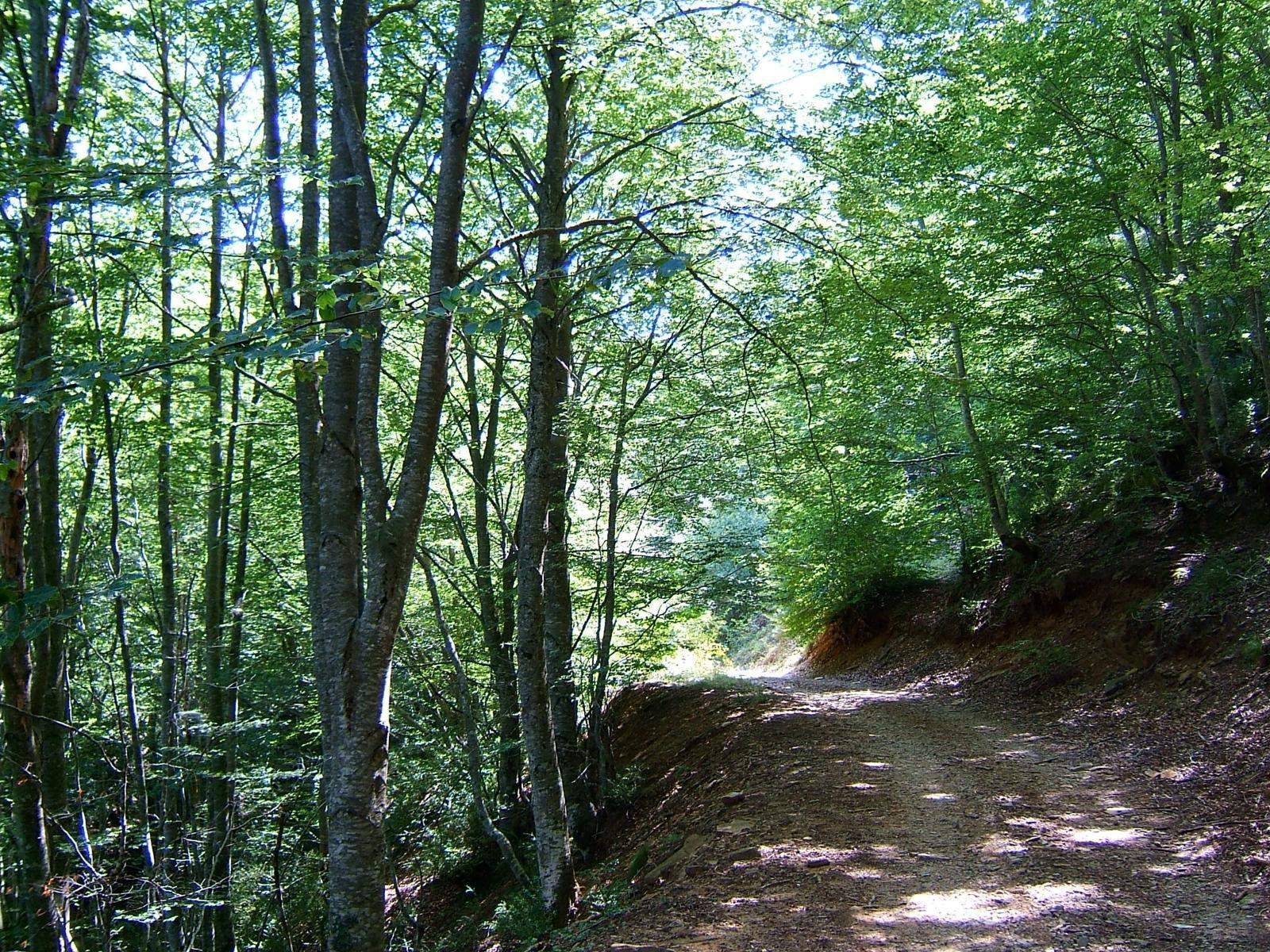 Hayedo de Isona. FOTO: Cataluña-Palau Robert