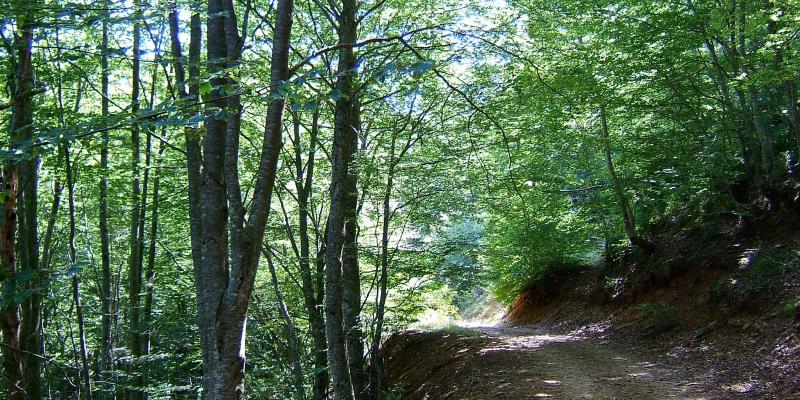 Fageda d'Isona. FOTO: Catalunya-Palau Robert