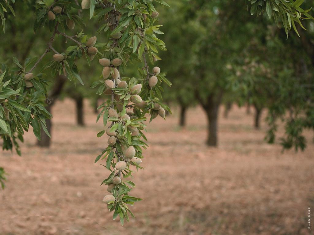 El septiembre és tiempo de almendras El septiembre és tiempo de almendras