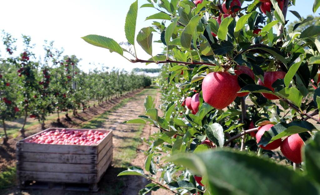 La manzana és un producto de temporada del mes de septiembre