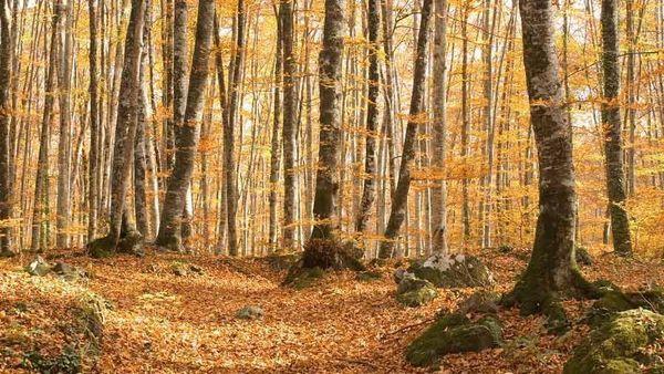 La fageda d'en Jordà es tenyeix de tardor