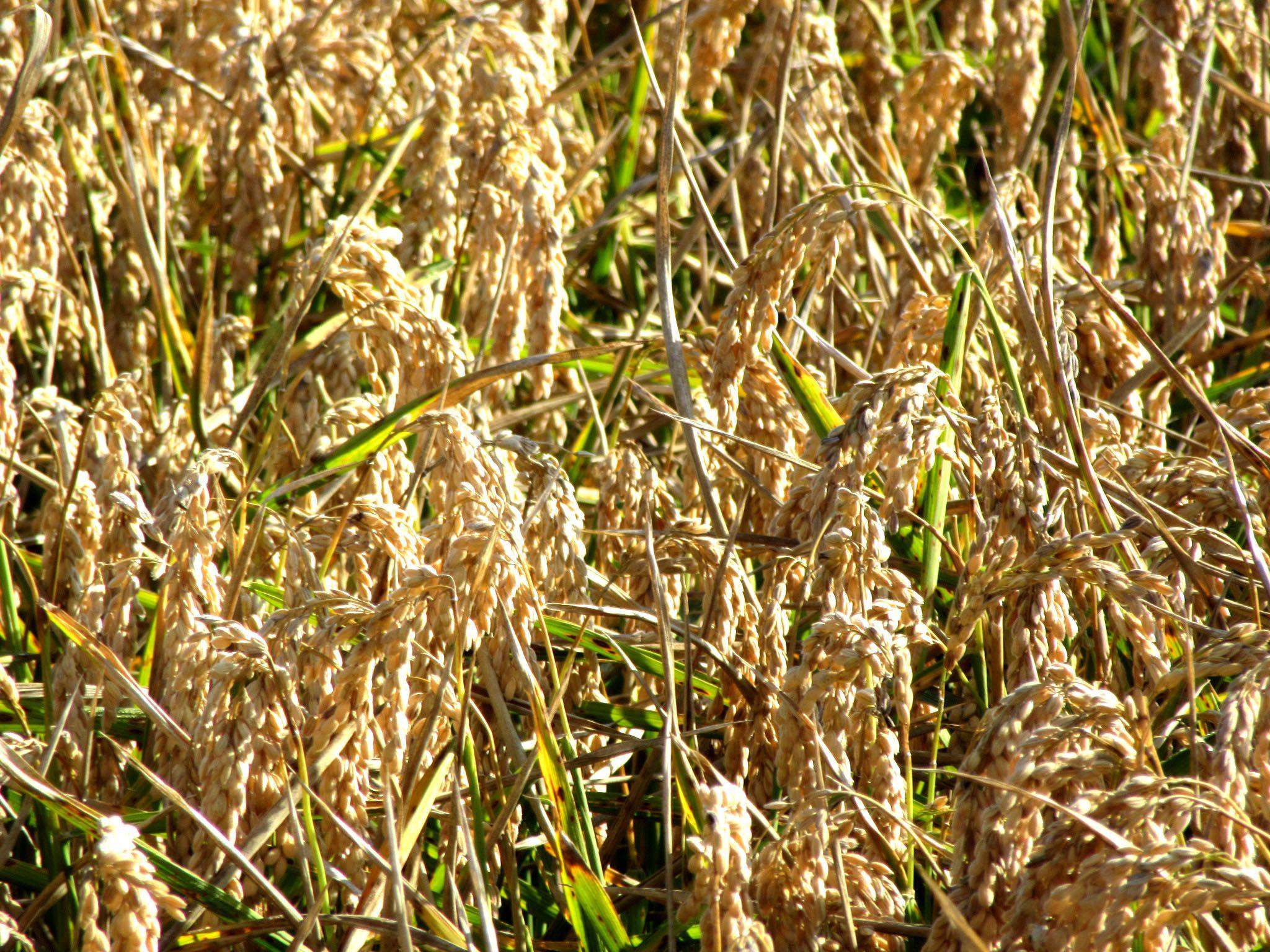 Arròs a punto de segar Arròs a punto de segar