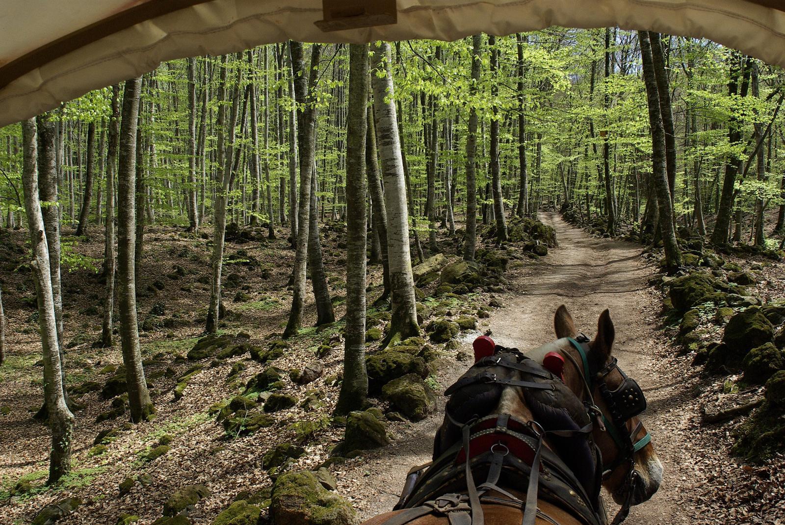 Paseo en carro al Hayedo de en Jordà. FOTO: Cataluña-Palau Robert