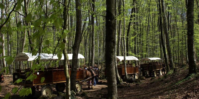 La Fageda d'en Jordà. FOTO: Catalunya-Palau Robert La Fageda d'en Jordà. FOTO: Catalunya-Palau Robert