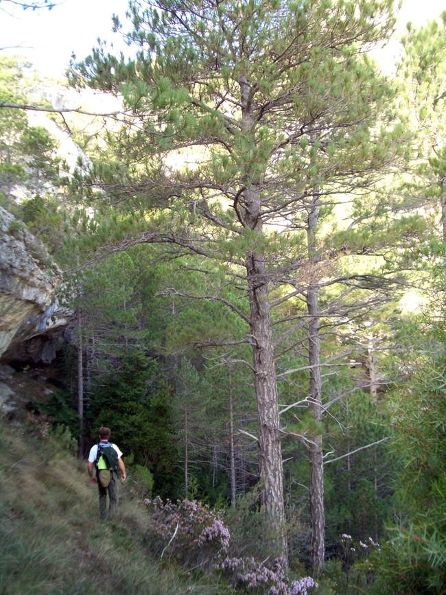 Al barranc de la Fou, pujant cap a la cova Roja. FOTO: Catalunya-Palau Robert Al barranc de la Fou, pujant cap a la cova Roja. FOTO: Catalunya-Palau Robert