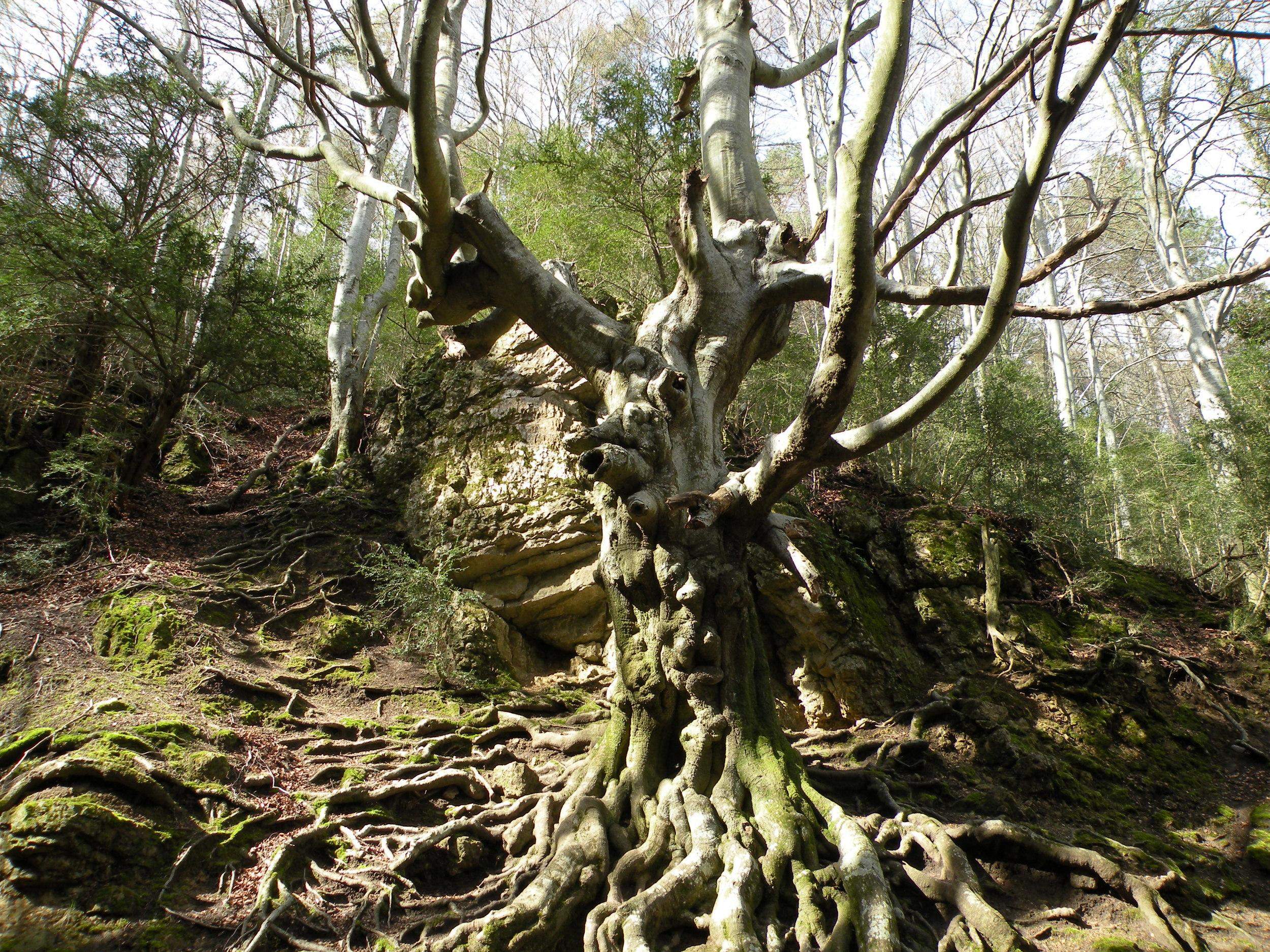 El Faig Pare a la Fageda del Retaule