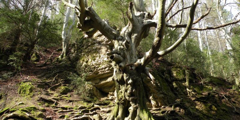 El Faig Pare a la Fageda del Retaule