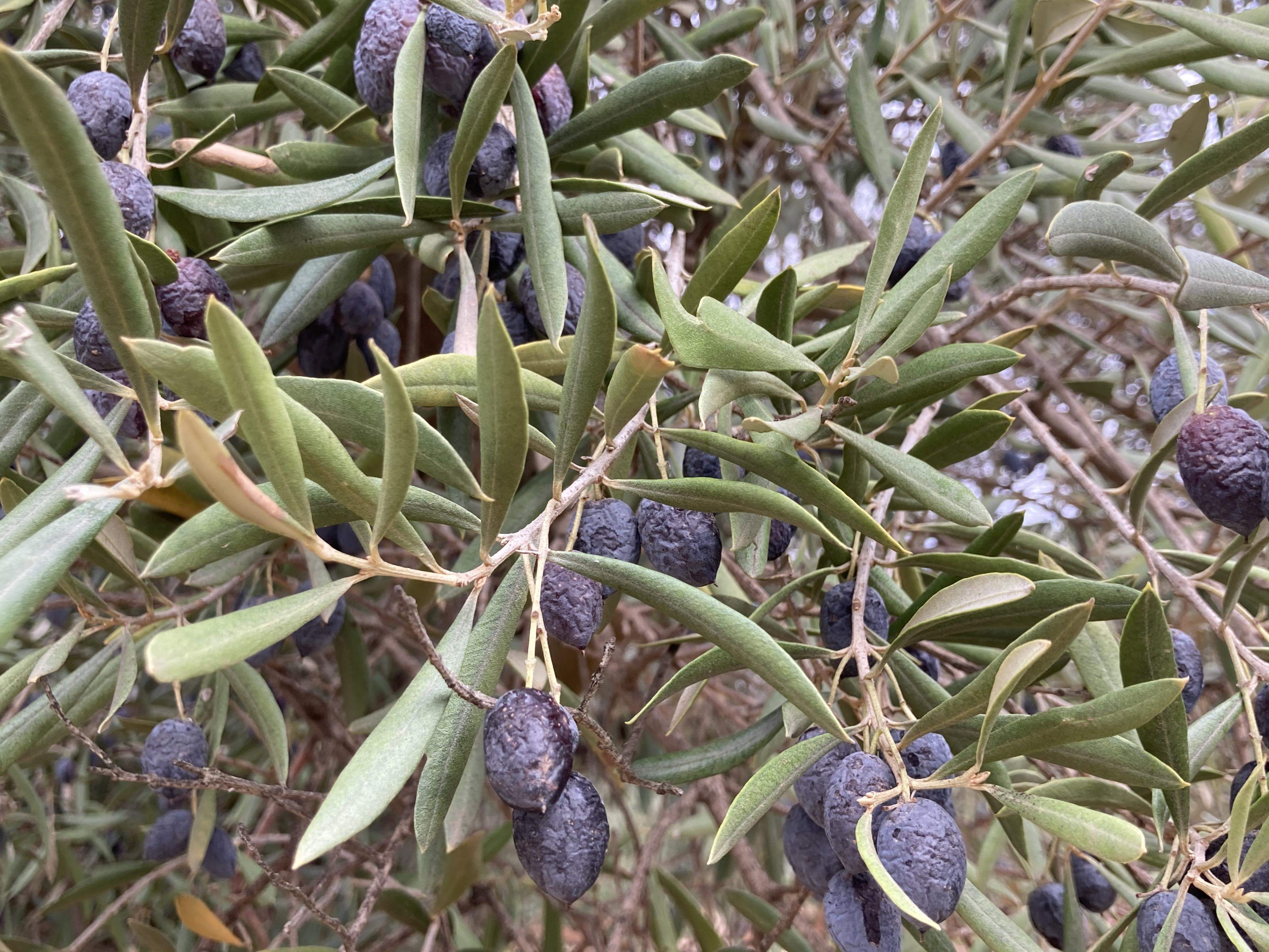 Les olives es marceixen al novembre Les olives es marceixen al novembre