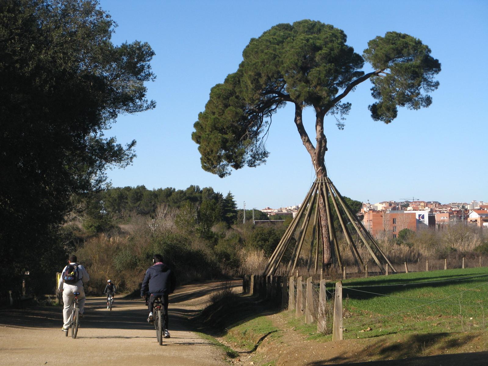 Pi d'en Xandri. FOTO: Catalunya-Palau Robert