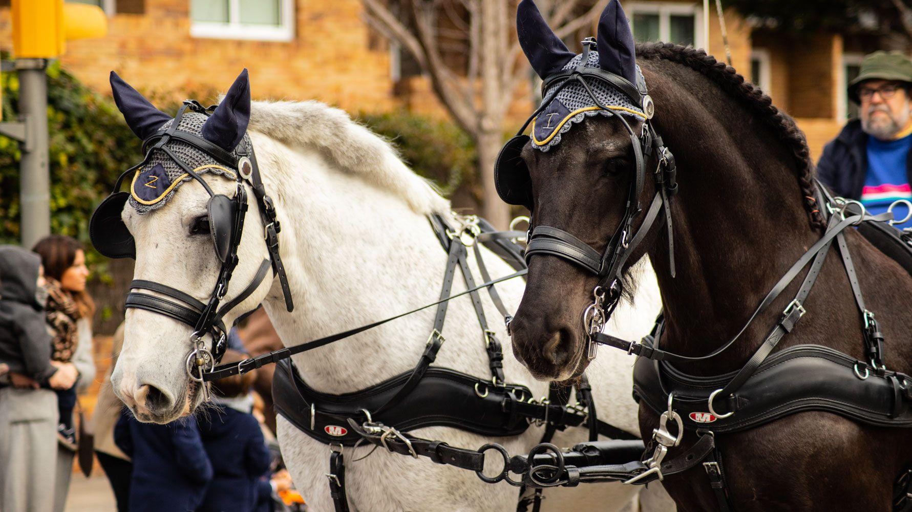 Sant Antoni és el patró dels animals. FOTO: TOT Sant Cugat Sant Antoni és el patró dels animals. FOTO: TOT Sant Cugat